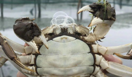 螃蟹视频,探秘海洋生物的奇妙世界